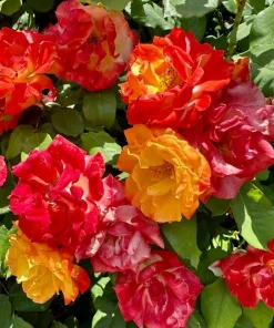 Orange Yellow Bicolor Rose Vine Live Plant, Fragrant Climbing Rose, 4-6 Inch Tall Outdoor - Image 4