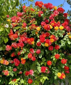 Orange Yellow Bicolor Rose Vine Live Plant, Fragrant Climbing Rose, 4-6 Inch Tall Outdoor - Image 5