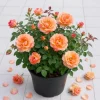 Orange Yellow Rose Live Plant – Vibrant Blooming Outdoor Garden Rose – 4-6 Inch Tall - Image 1