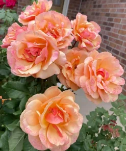 Orange Yellow Rose Live Plant – Vibrant Blooming Outdoor Garden Rose – 4-6 Inch Tall - Image 2