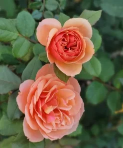 Orange Yellow Rose Live Plant – Vibrant Blooming Outdoor Garden Rose – 4-6 Inch Tall - Image 3