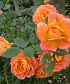 Orange Yellow Rose Live Plant – Vibrant Blooming Outdoor Garden Rose – 4-6 Inch Tall - Image 4