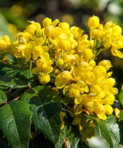 Oregon Grape Holly Seeds - Mahonia Aquifolium - 20 Seeds - Outdoor Shrub - Image 10