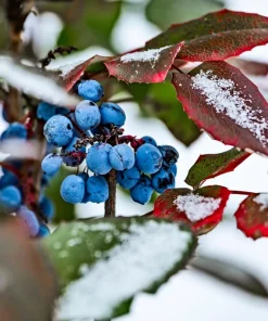 Oregon Grape Holly Seeds - Mahonia Aquifolium - 20 Seeds - Outdoor Shrub - Image 11