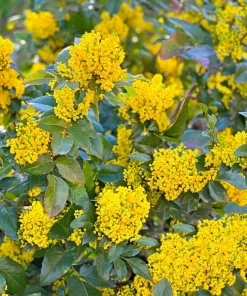 Oregon Grape Holly Seeds - Mahonia Aquifolium - 20 Seeds - Outdoor Shrub - Image 12