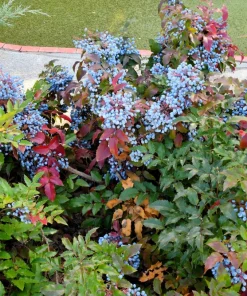 Oregon Grape Holly Seeds - Mahonia Aquifolium - 20 Seeds - Outdoor Shrub - Image 2