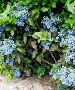 Oregon Grape Holly Seeds - Mahonia Aquifolium - 20 Seeds - Outdoor Shrub - Image 3