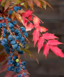 Oregon Grape Holly Seeds - Mahonia Aquifolium - 20 Seeds - Outdoor Shrub - Image 4