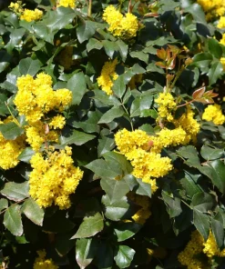 Oregon Grape Holly Seeds - Mahonia Aquifolium - 20 Seeds - Outdoor Shrub - Image 5
