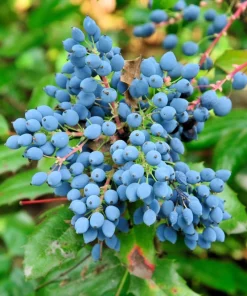Oregon Grape Holly Seeds - Mahonia Aquifolium - 20 Seeds - Outdoor Shrub - Image 6