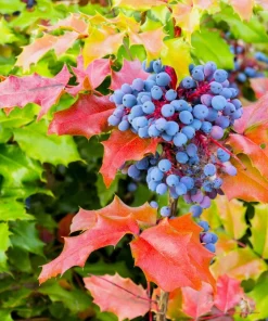 Oregon Grape Holly Seeds - Mahonia Aquifolium - 20 Seeds - Outdoor Shrub - Image 7