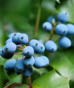Oregon Grape Holly Seeds - Mahonia Aquifolium - 20 Seeds - Outdoor Shrub - Image 8