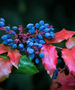 Oregon Grape Holly Seeds - Mahonia Aquifolium - 20 Seeds - Outdoor Shrub - Image 9