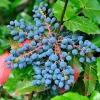 Oregon Grape Holly Seeds - Mahonia Aquifolium - 20 Seeds - Outdoor Shrub - Image 1