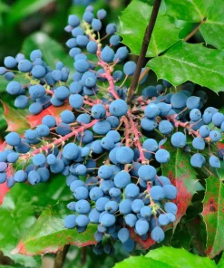 Oregon Grape Holly Seeds - Mahonia Aquifolium - 20 Seeds - Outdoor Shrub - Image 1