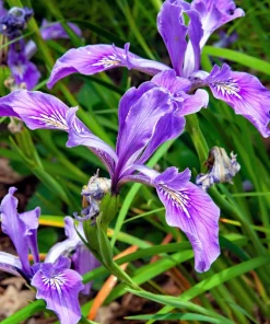Oregon Iris Tenax Flower Seeds - Blue & Purple - 20 Seeds - Zones 7-10 - Image 10