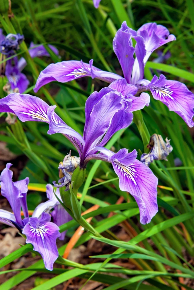Oregon Iris Tenax Flower Seeds - Blue & Purple - 20 Seeds - Zones 7-10 - Image 10