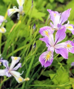 Oregon Iris Tenax Flower Seeds - Blue & Purple - 20 Seeds - Zones 7-10 - Image 11
