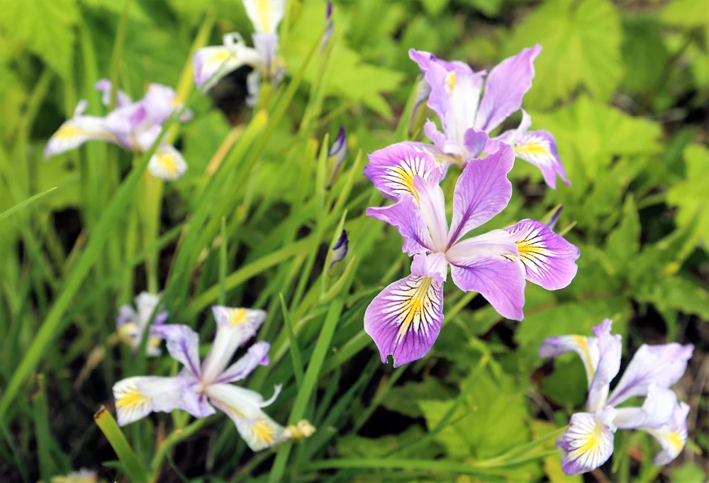 Oregon Iris Tenax Flower Seeds - Blue & Purple - 20 Seeds - Zones 7-10 - Image 11