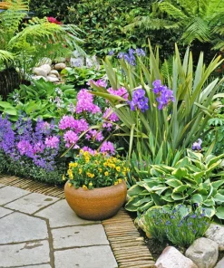 Oregon Iris Tenax Flower Seeds - Blue & Purple - 20 Seeds - Zones 7-10 - Image 2