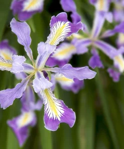 Oregon Iris Tenax Flower Seeds - Blue & Purple - 20 Seeds - Zones 7-10 - Image 3