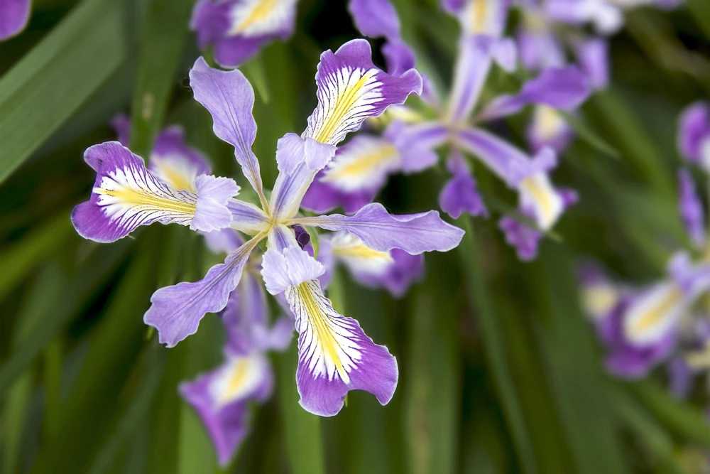 Oregon Iris Tenax Flower Seeds - Blue & Purple - 20 Seeds - Zones 7-10 - Image 3