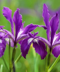 Oregon Iris Tenax Flower Seeds - Blue & Purple - 20 Seeds - Zones 7-10 - Image 4