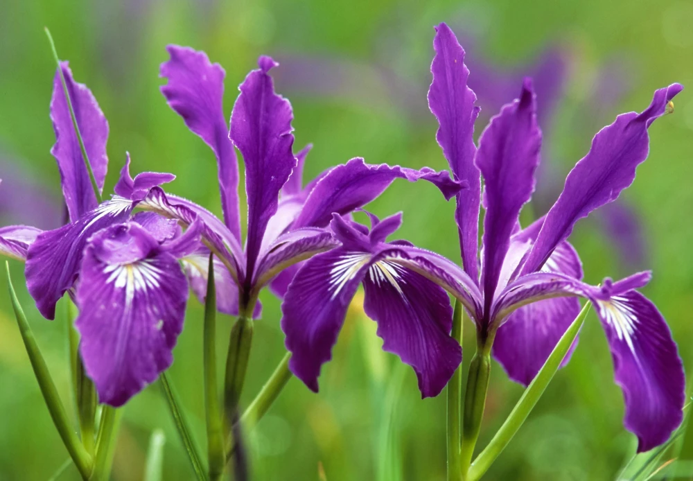 Oregon Iris Tenax Flower Seeds - Blue & Purple - 20 Seeds - Zones 7-10 - Image 4