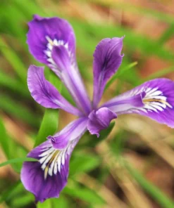 Oregon Iris Tenax Flower Seeds - Blue & Purple - 20 Seeds - Zones 7-10 - Image 5