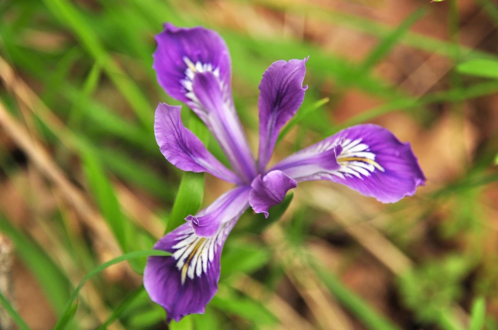 Oregon Iris Tenax Flower Seeds - Blue & Purple - 20 Seeds - Zones 7-10 - Image 5