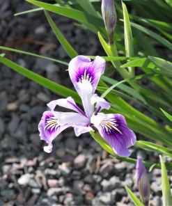 Oregon Iris Tenax Flower Seeds - Blue & Purple - 20 Seeds - Zones 7-10 - Image 6