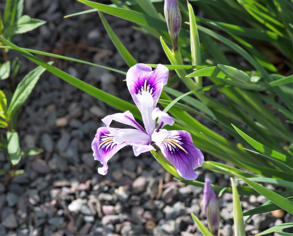 Oregon Iris Tenax Flower Seeds - Blue & Purple - 20 Seeds - Zones 7-10 - Image 6