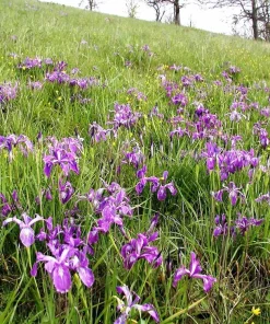 Oregon Iris Tenax Flower Seeds - Blue & Purple - 20 Seeds - Zones 7-10 - Image 7