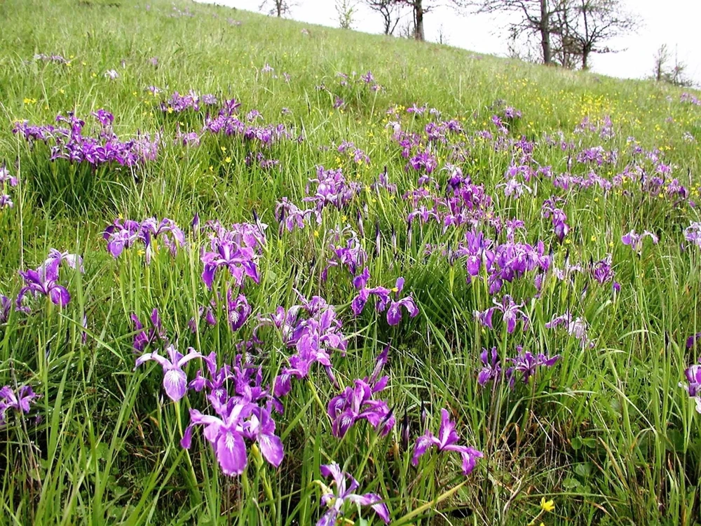 Oregon Iris Tenax Flower Seeds - Blue & Purple - 20 Seeds - Zones 7-10 - Image 7