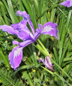 Oregon Iris Tenax Flower Seeds - Blue & Purple - 20 Seeds - Zones 7-10 - Image 8
