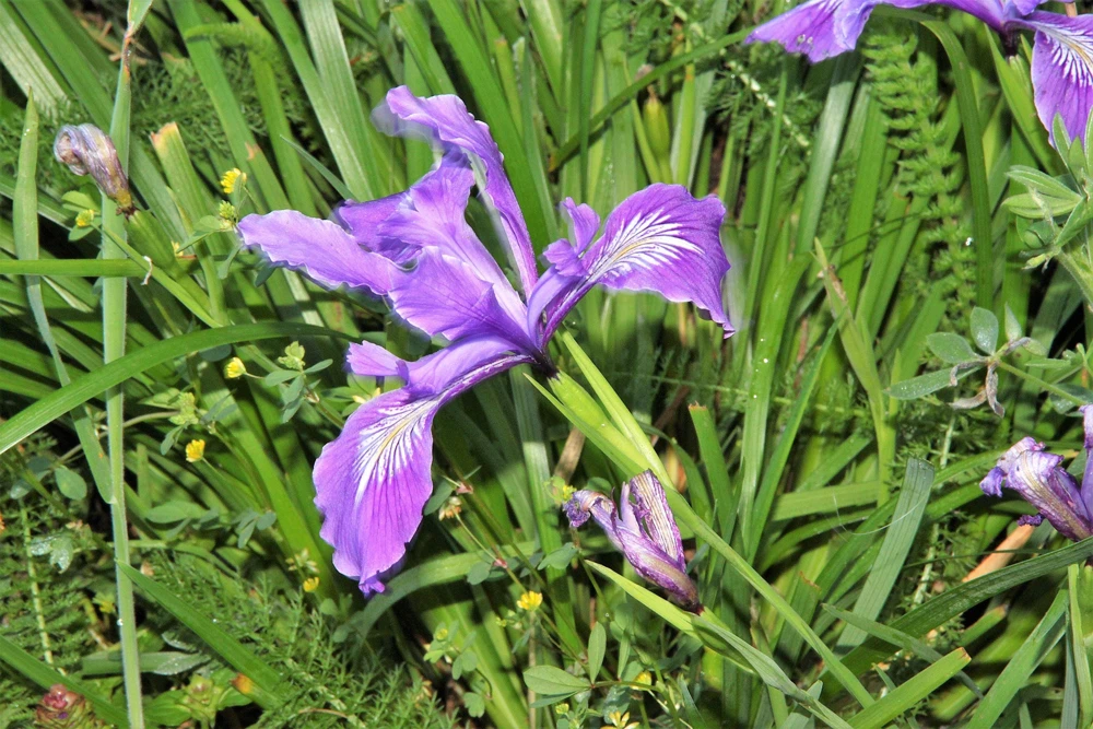 Oregon Iris Tenax Flower Seeds - Blue & Purple - 20 Seeds - Zones 7-10 - Image 8