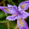 Oregon Iris Tenax Flower Seeds - Blue & Purple - 20 Seeds - Zones 7-10 - Image 1