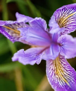 Oregon Iris Tenax Flower Seeds - Blue & Purple - 20 Seeds - Zones 7-10 - Image 1
