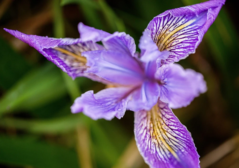 Oregon Iris Tenax Flower Seeds - Blue & Purple - 20 Seeds - Zones 7-10 - Image 1
