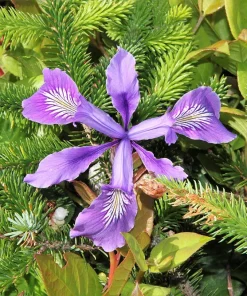 Oregon Iris Tenax Flower Seeds - Blue & Purple - 20 Seeds - Zones 7-10 - Image 9