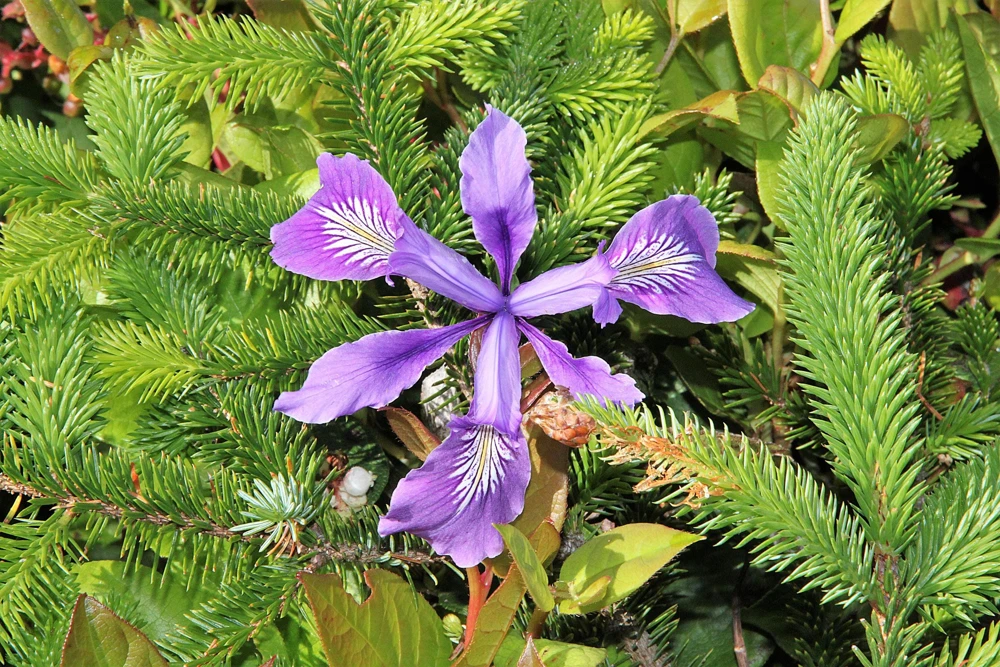 Oregon Iris Tenax Flower Seeds - Blue & Purple - 20 Seeds - Zones 7-10 - Image 9