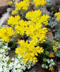 Oregon Stonecrop Sedum Oreganum Seeds - 50 Yellow Groundcover Seeds, Zone 4-10 - Image 10