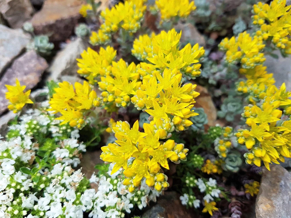 Oregon Stonecrop Sedum Oreganum Seeds - 50 Yellow Groundcover Seeds, Zone 4-10 - Image 10
