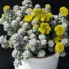 Oregon Stonecrop Sedum Oreganum Seeds - 50 Yellow Groundcover Seeds, Zone 4-10 - Image 1