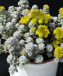 Oregon Stonecrop Sedum Oreganum Seeds - 50 Yellow Groundcover Seeds, Zone 4-10 - Image 1