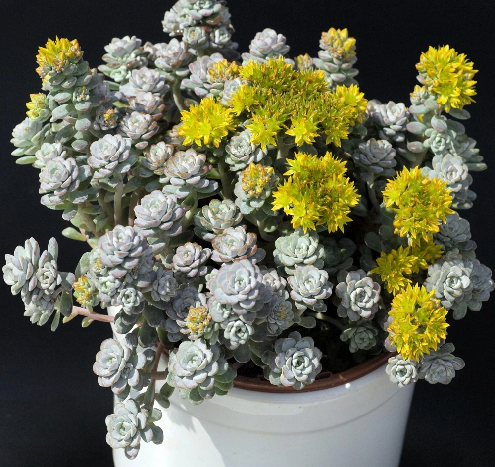Oregon Stonecrop Sedum Oreganum Seeds - 50 Yellow Groundcover Seeds, Zone 4-10 - Image 1