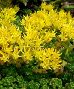 Oregon Stonecrop Sedum Oreganum Seeds - 50 Yellow Groundcover Seeds, Zone 4-10 - Image 2
