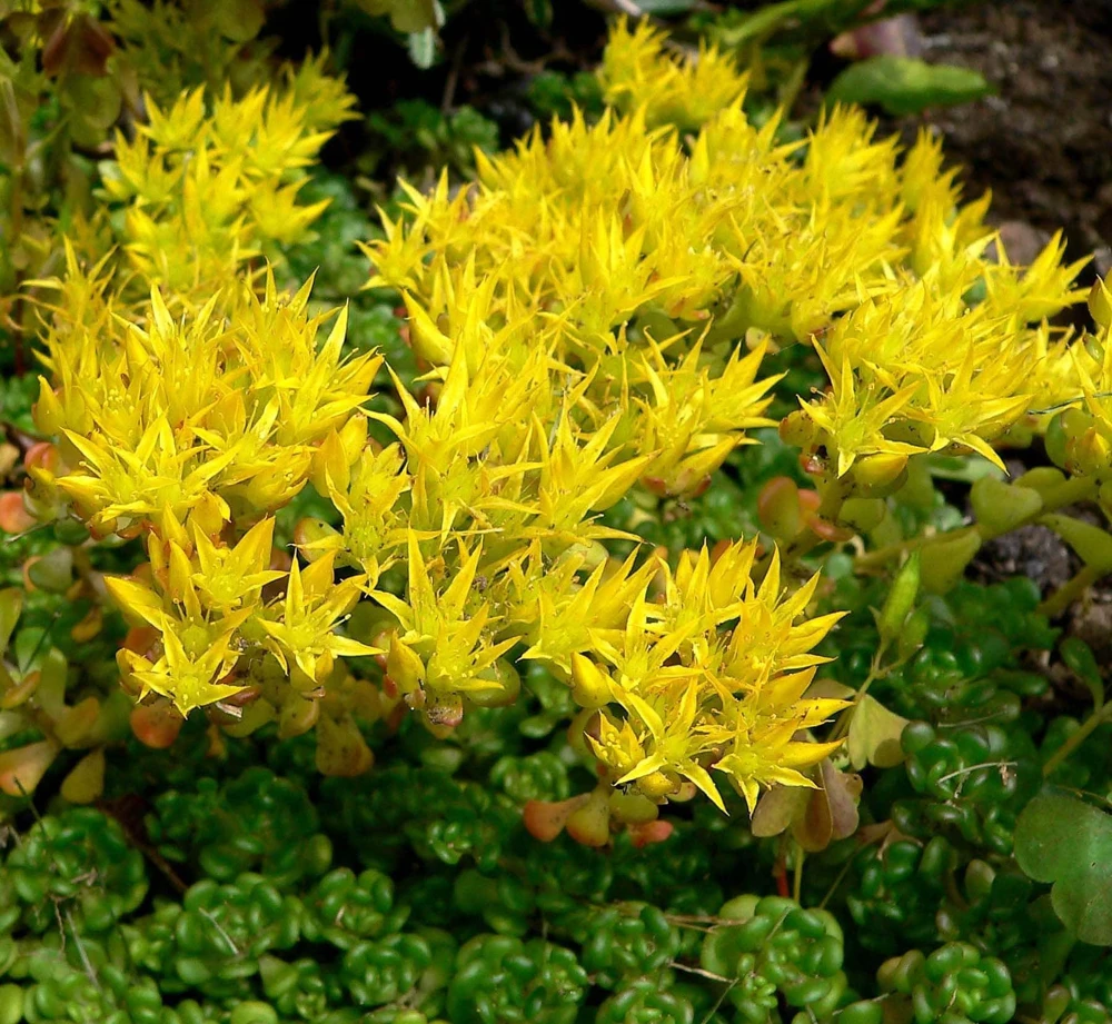 Oregon Stonecrop Sedum Oreganum Seeds - 50 Yellow Groundcover Seeds, Zone 4-10 - Image 2