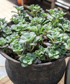Oregon Stonecrop Sedum Oreganum Seeds - 50 Yellow Groundcover Seeds, Zone 4-10 - Image 3