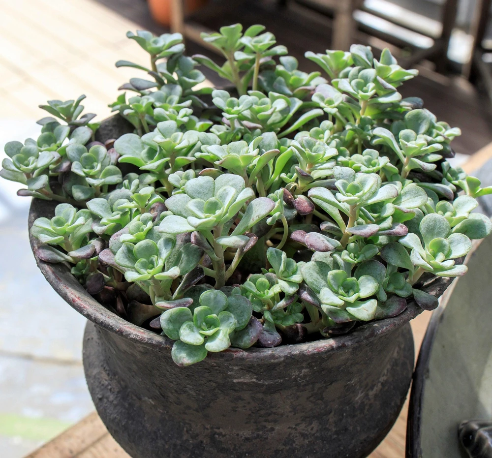 Oregon Stonecrop Sedum Oreganum Seeds - 50 Yellow Groundcover Seeds, Zone 4-10 - Image 3